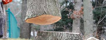 Best Storm Damage Tree Cleanup  in Dayton, IN
