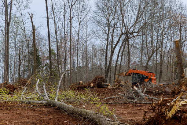 Best Tree Preservation Services  in Dayton, IN