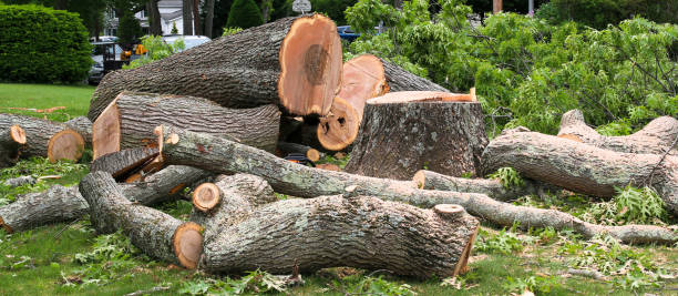 Best Tree Risk Assessment  in Dayton, IN