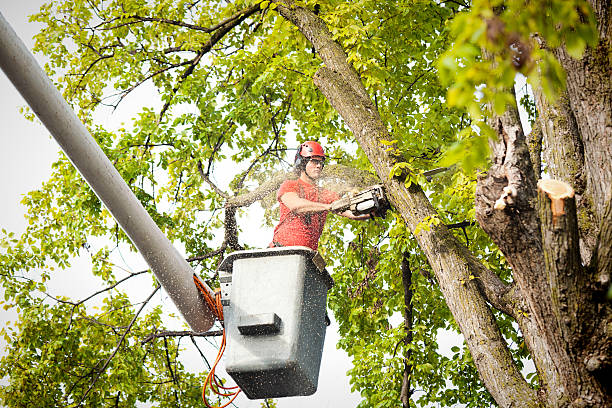 Best Utility Line Clearance  in Dayton, IN