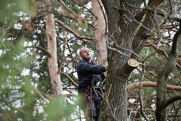 Best Tree Removal  in Dayton, IN
