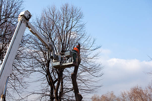 Best Tree and Shrub Care  in Dayton, IN